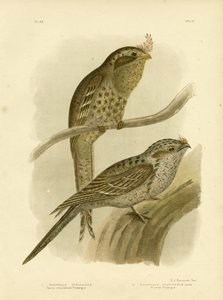 Tawny-Shouldered Podargus Or Tawny Frogmouth, 1891